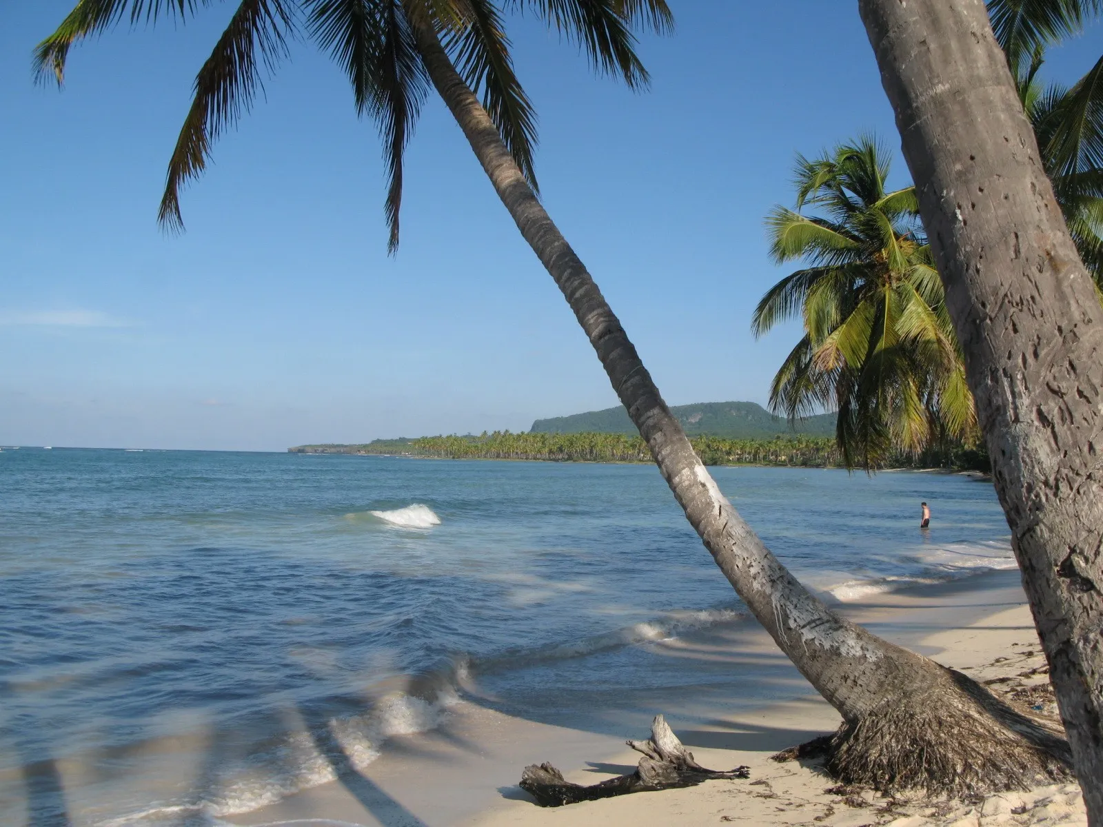 Palm tree over Las Galeras beach, Samaná