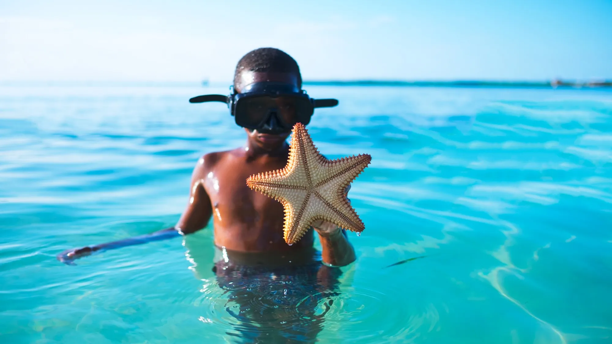 Starfish in Caribbean waters