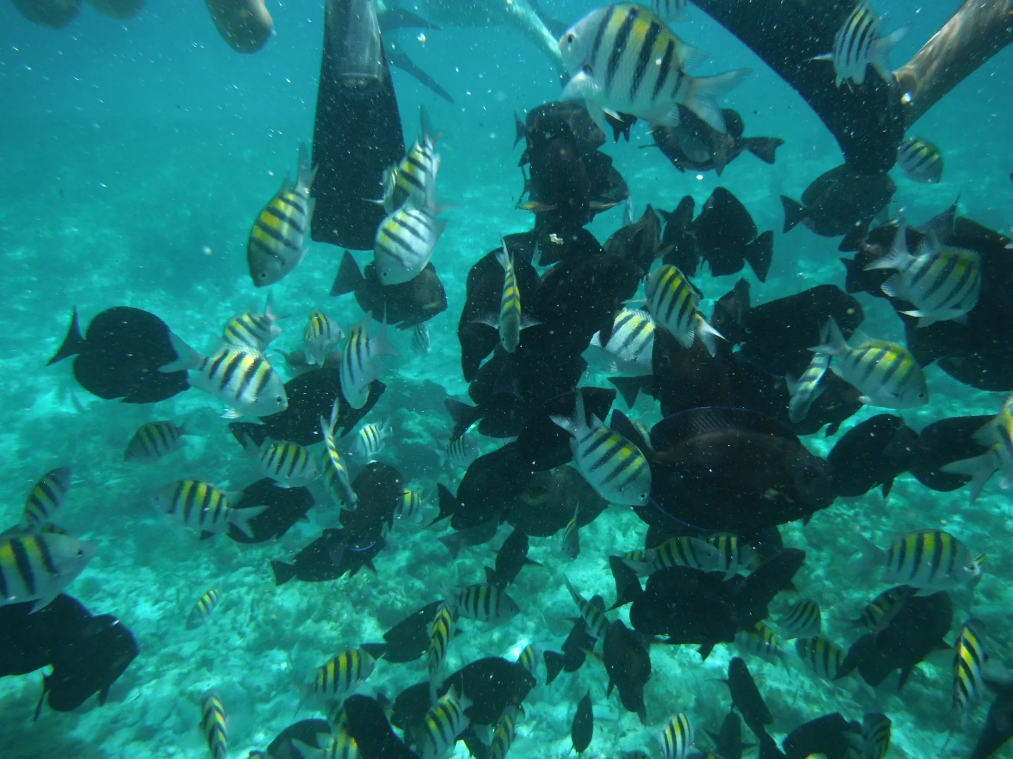 Snorkelling among fish